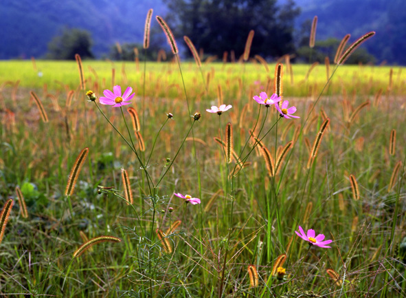 f:id:inuwan33:20110811223829j:image