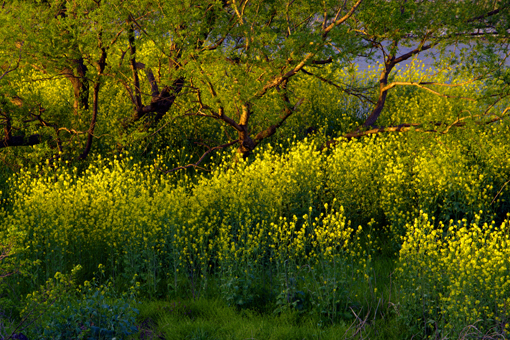 f:id:inuwan33:20120427182627j:image