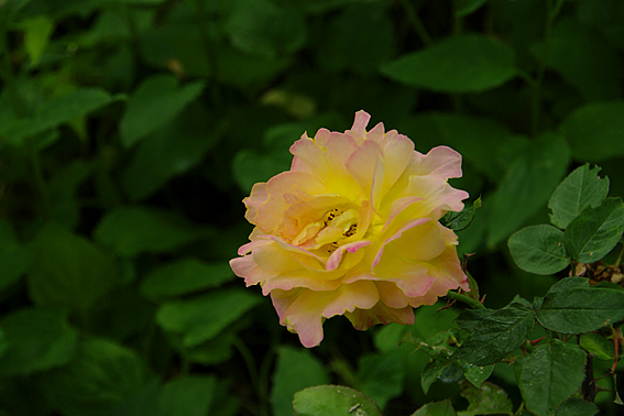 f:id:inuwan33:20120523170254j:image