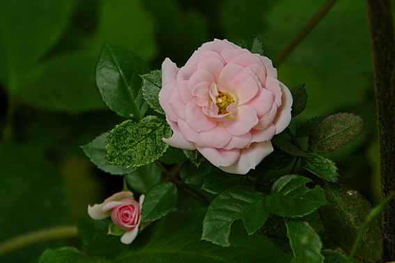 f:id:inuwan33:20120523170328j:image