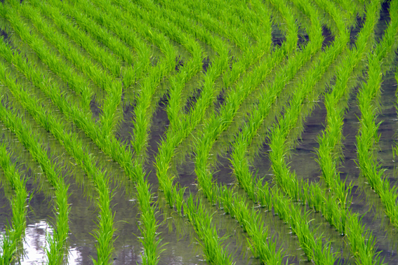 f:id:inuwan33:20120610105210j:image