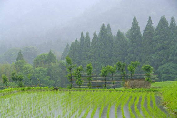 f:id:inuwan33:20120616102301j:image