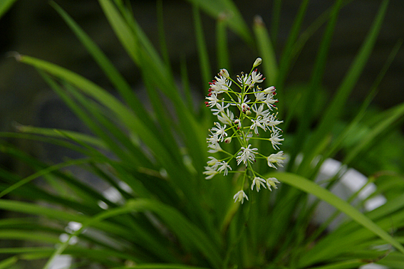f:id:inuwan33:20120618091142j:image