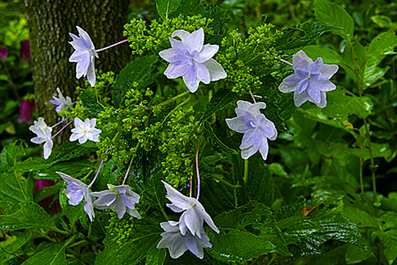 f:id:inuwan33:20120621114012j:image