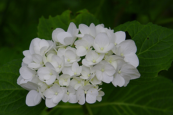 f:id:inuwan33:20120623112516j:image