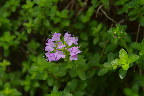 f:id:inuwan33:20120623113544j:image