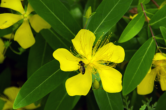 f:id:inuwan33:20120623114850j:image