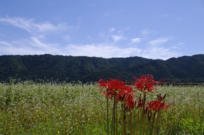 f:id:inuwan33:20120927190510j:image