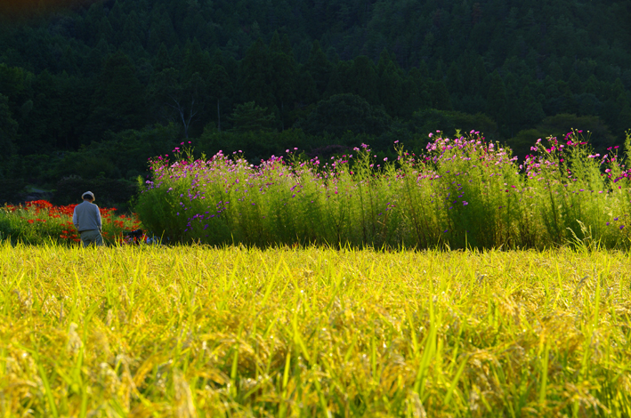 f:id:inuwan33:20120927191022j:image