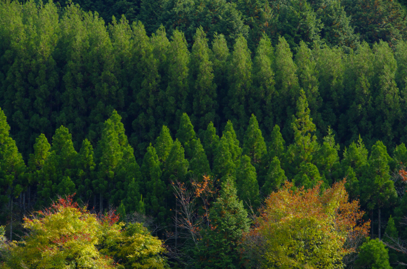 f:id:inuwan33:20121107234828j:image
