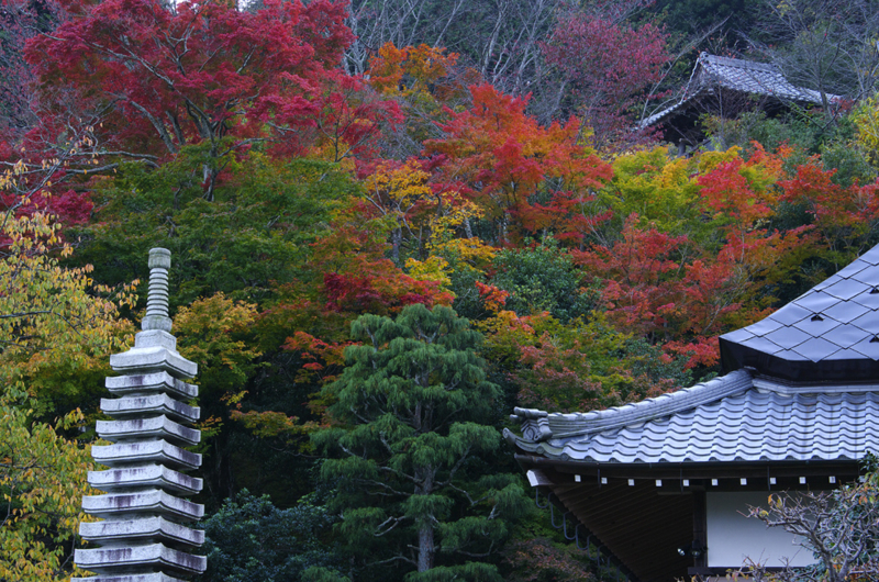 f:id:inuwan33:20121107235218j:image