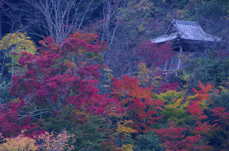 f:id:inuwan33:20121107235629j:image