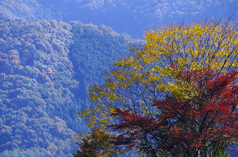 f:id:inuwan33:20121113081828j:image