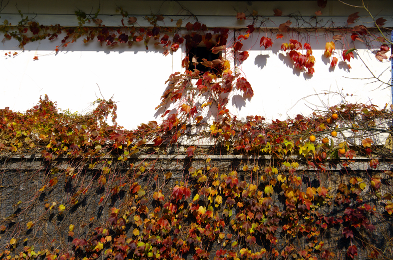 f:id:inuwan33:20121113082604j:image