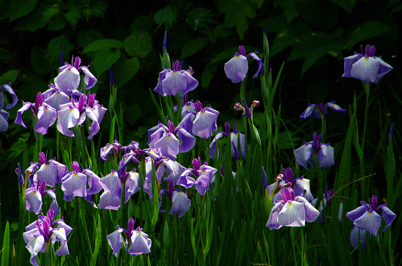 f:id:inuwan33:20130618203514j:image