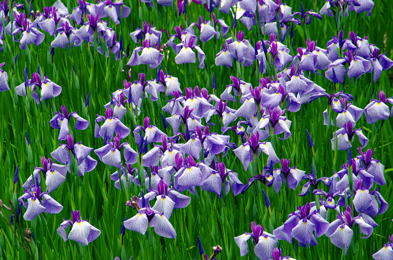 f:id:inuwan33:20130618203515j:image