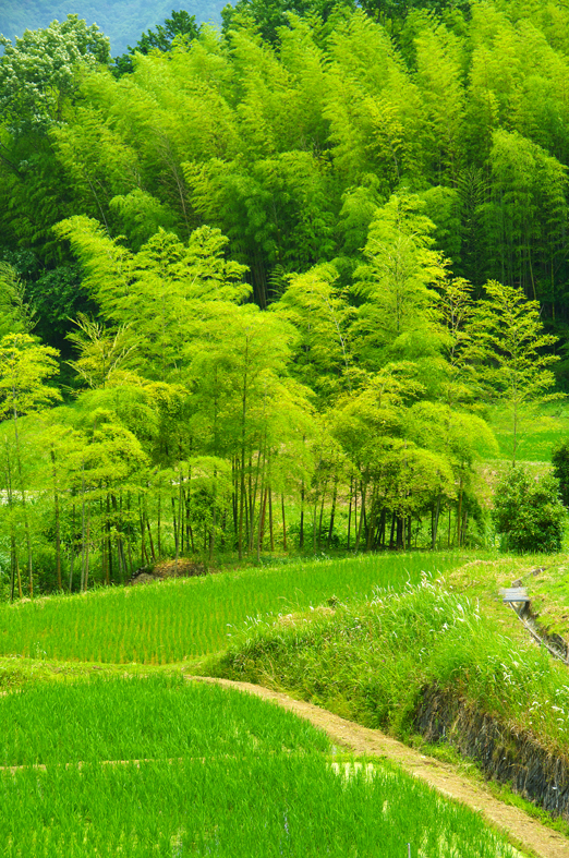 f:id:inuwan33:20130618203648j:image