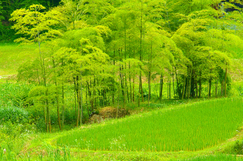 f:id:inuwan33:20130618203650j:image