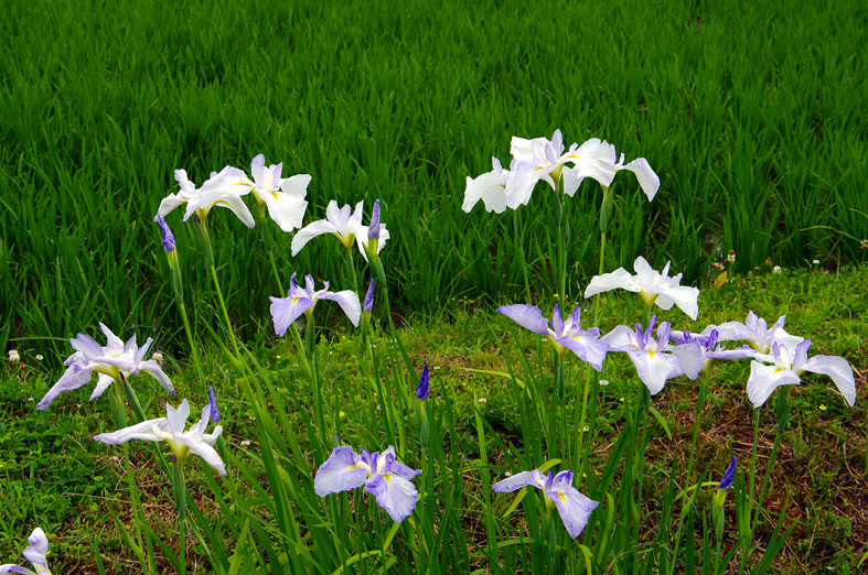 f:id:inuwan33:20130618204430j:image