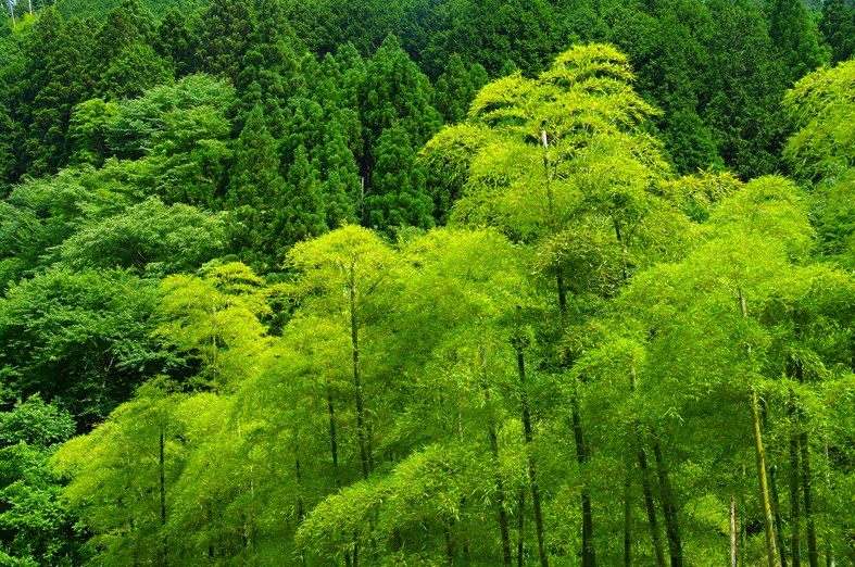 f:id:inuwan33:20130618210818j:image