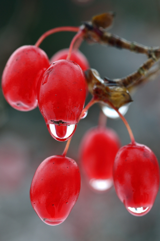 f:id:inuwan33:20140107181823j:image f:id:inuwan33:20140107181823j:image