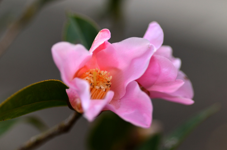 f:id:inuwan33:20140202173022j:image