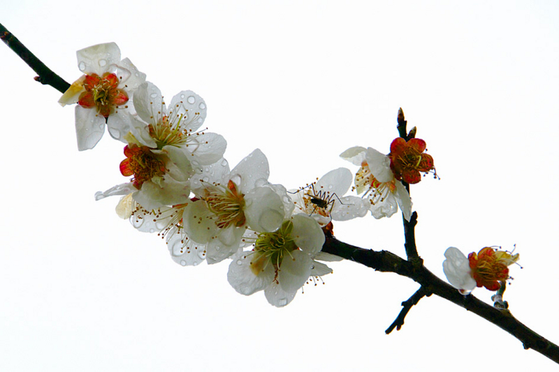 f:id:inuwan33:20140311114022j:image