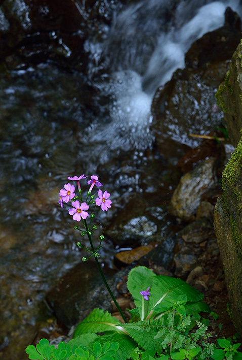 f:id:inuwan33:20140531151616j:image
