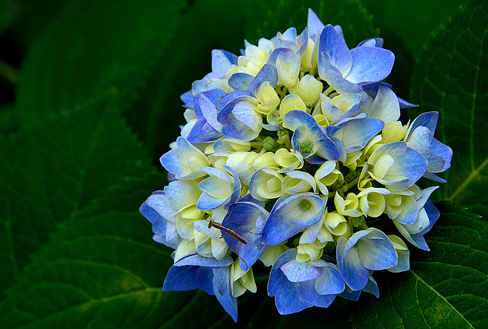 f:id:inuwan33:20140602111445j:image