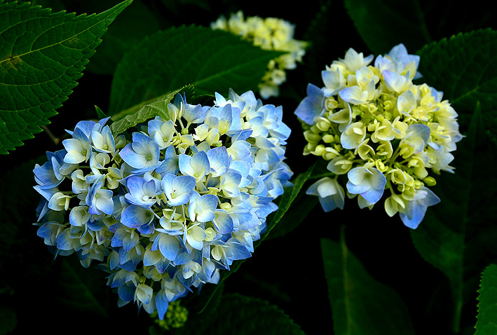 f:id:inuwan33:20140602111503j:image