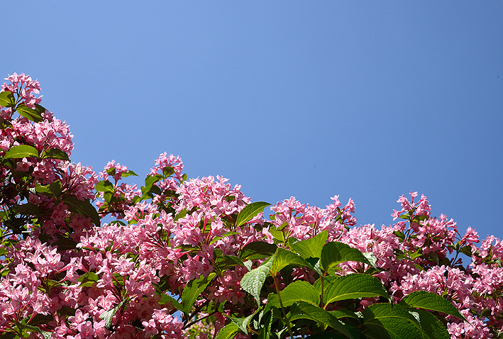 f:id:inuwan33:20140603215024j:image