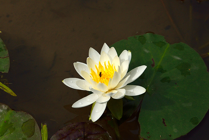 f:id:inuwan33:20140606144007j:image