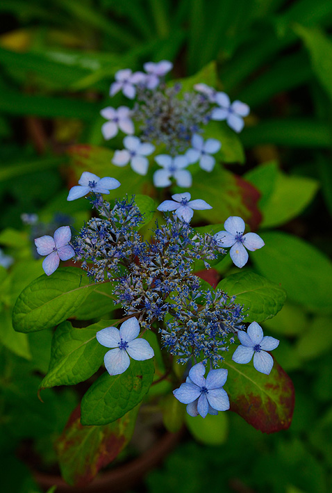 f:id:inuwan33:20140607093338j:image