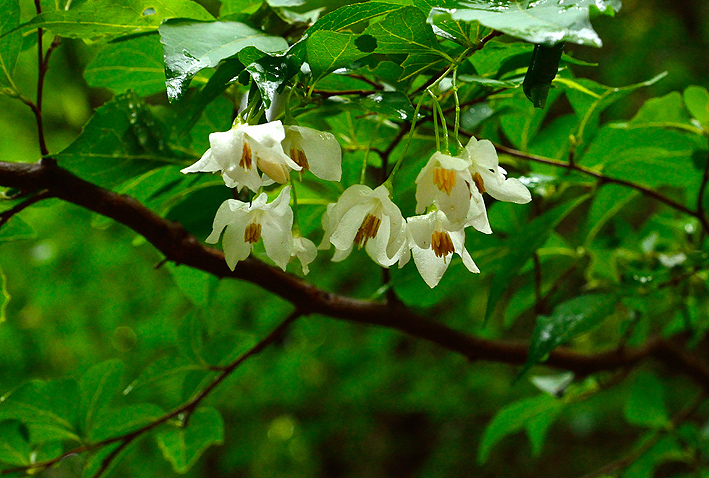 f:id:inuwan33:20140607220406j:image
