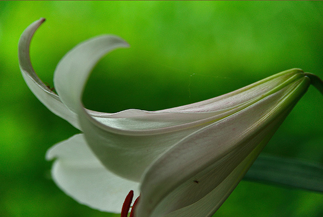 f:id:inuwan33:20140611163616j:image