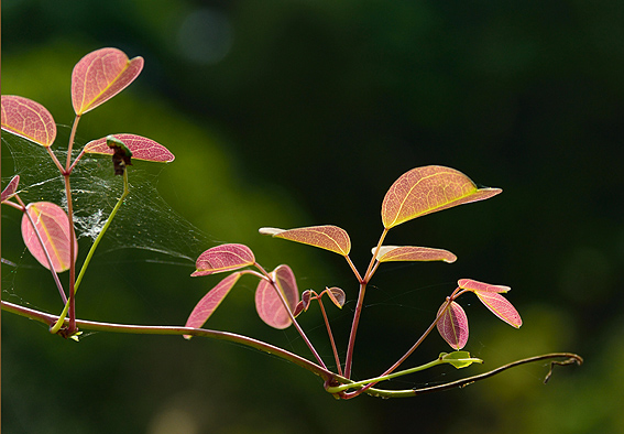 f:id:inuwan33:20140614104225j:image