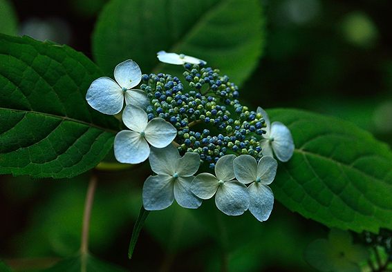 f:id:inuwan33:20140614113814j:image