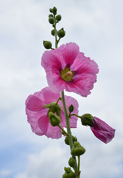 f:id:inuwan33:20140623134253j:image