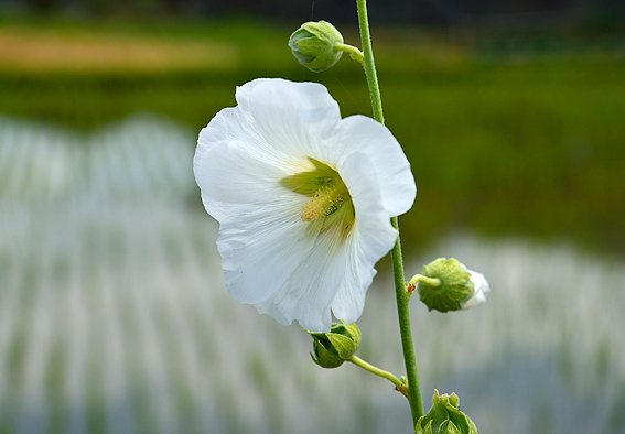 f:id:inuwan33:20140623135552j:image