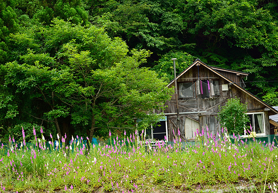 f:id:inuwan33:20140627135951j:image