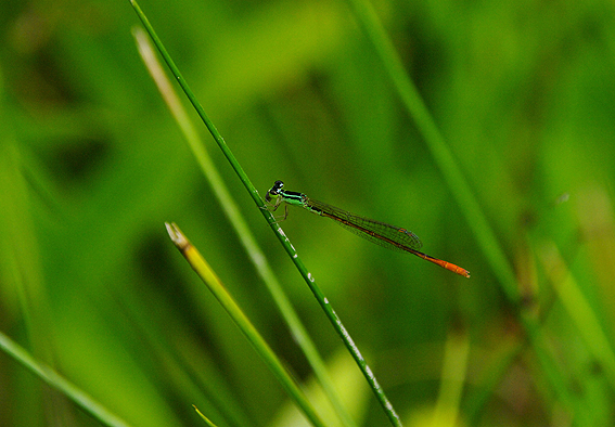 f:id:inuwan33:20140630152108j:image