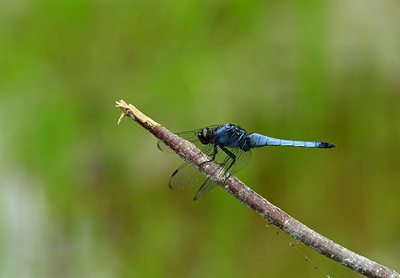 f:id:inuwan33:20140704151101j:image