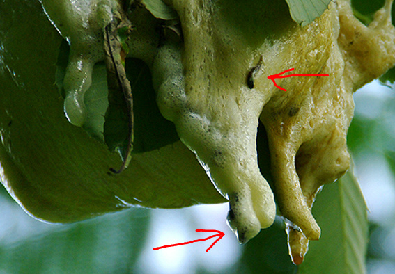 f:id:inuwan33:20140708151643j:image f:id:inuwan33:20140708151643j:image