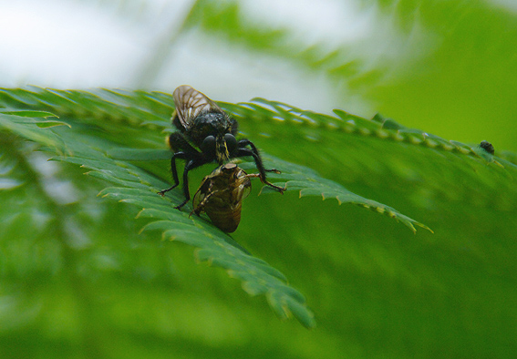 f:id:inuwan33:20140708161201j:image f:id:inuwan33:20140708161201j:image