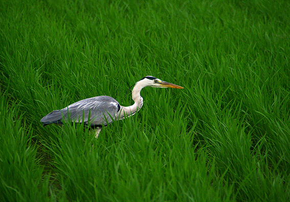 f:id:inuwan33:20140708182206j:image f:id:inuwan33:20140708182206j:image