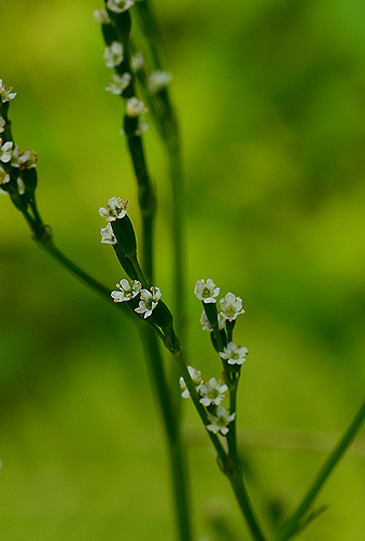 f:id:inuwan33:20140724155238j:image