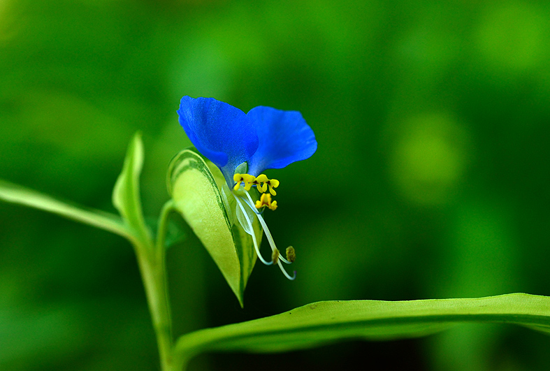 f:id:inuwan33:20140726085642j:image