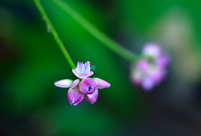 f:id:inuwan33:20140726093146j:image