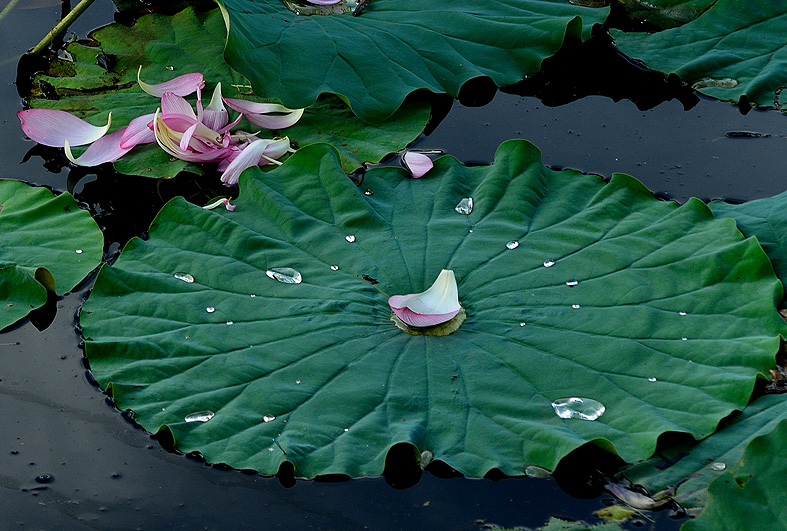 f:id:inuwan33:20140728175856j:image