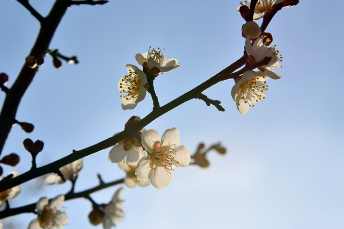 f:id:inuwan33:20150316150545j:image